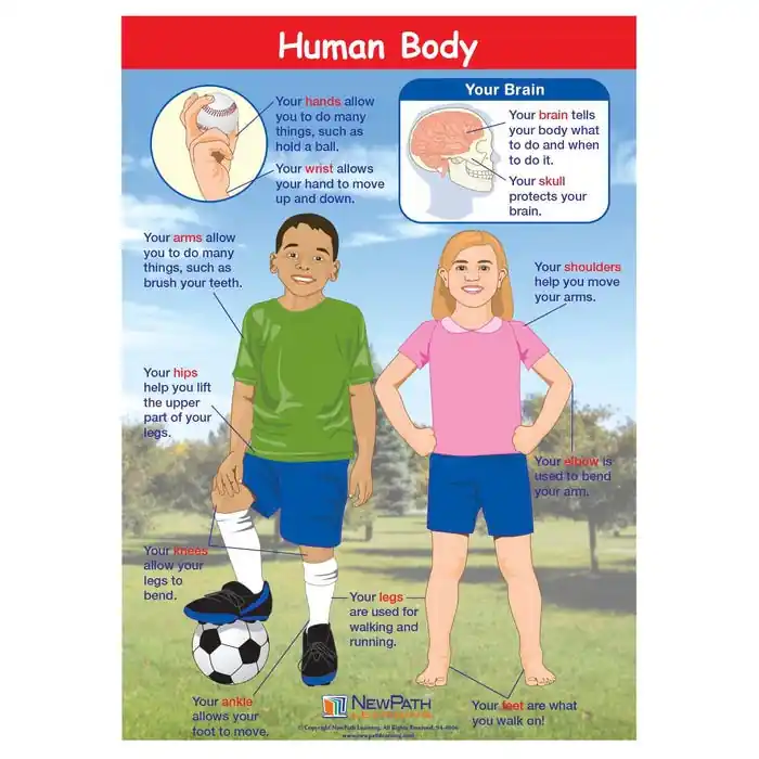Direct From Manufacturer NewPath Learning Human Body Learning Center Game, Grades 1 to 2